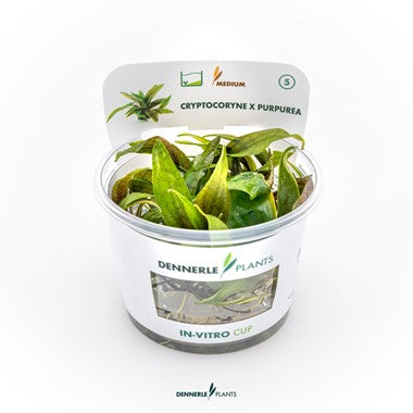 Dennerle Plants | 
Cryptocoryne sp. X Purpurea - Cup