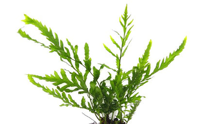 Dennerle Plants | Bolbitis heudelotii - Pot