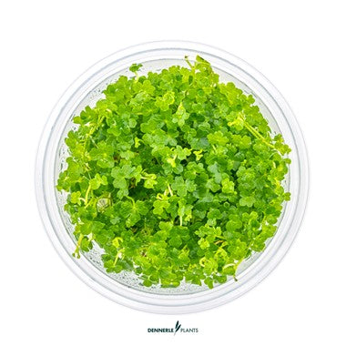 Dennerle Plants | Hydrocotyle tripartita ' Mini' - Cup