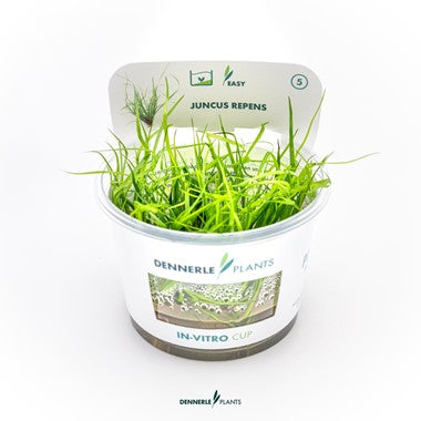 Dennerle Plants | Juncus repens - Cup