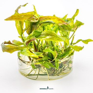 Dennerle Plants | 
Cryptocoryne sp. Usteriana - Cup