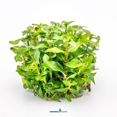 Dennerle Plants | Staurogyne repens - Cup