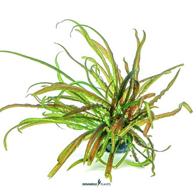 Dennerle Plants | Cryptocoryne Crispatula - Cup