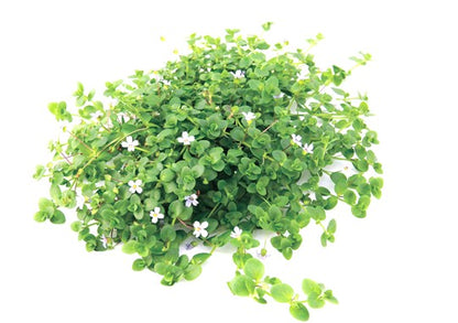 Dennerle Plants | Bacopa australis - Pot