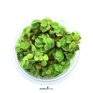 Dennerle Plants | Salvinia minima - Cup