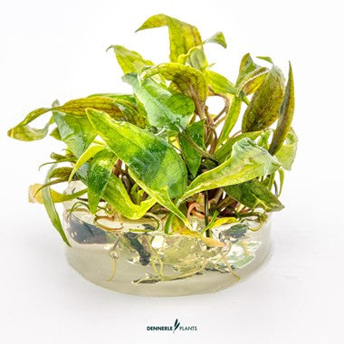 Dennerle Plants | 
Cryptocoryne sp. X Purpurea - Cup