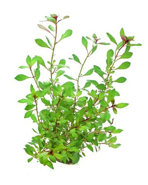 Dennerle Plants | Ludwigia repens 'Rubin' - Pot