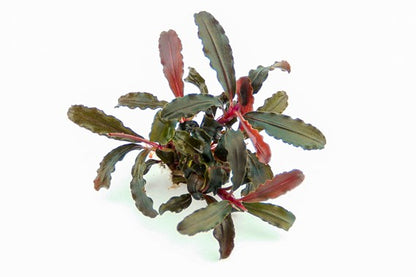 Dennerle Plants | Bucephalandra sp. 'Red Scorpio' - Pot