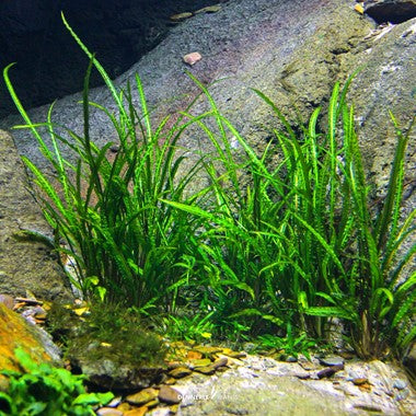 Dennerle Plants | Cryptocoryne Crispatula - Cup