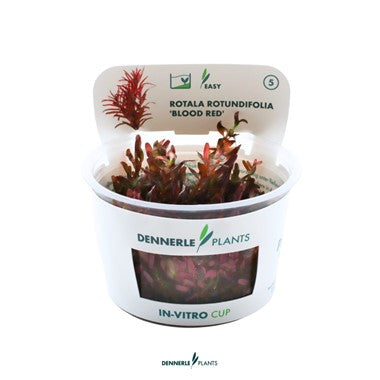 Dennerle Plants | Rotala rotundifolia ‘Blood Red' - Cup