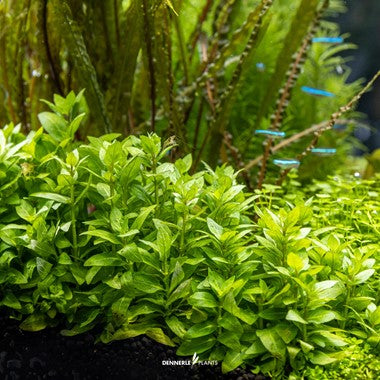 Dennerle Plants | Staurogyne repens - Cup