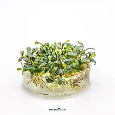 Dennerle Plants | Bucephalandra micrantha 'Needle Leaf' - Cup