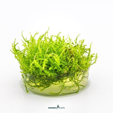 Dennerle Plants | Vesicularia montagnei 'Christmas Moss' - Cup