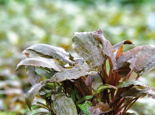 Dennerle Plants | 
Cryptocoryne beckettii - Pot