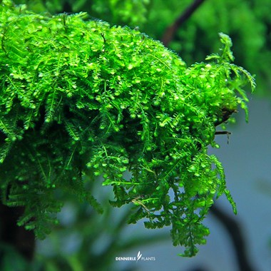 Dennerle Plants | 
Vesicularia ferriei 'Weeping Moss' - Cup