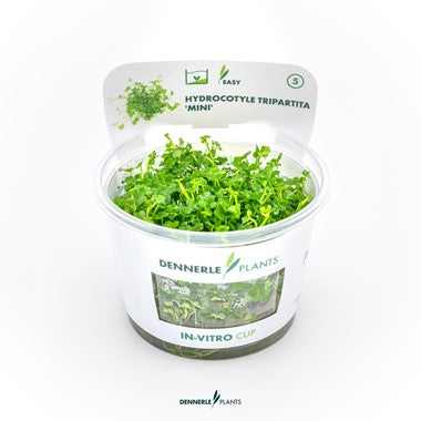 Dennerle Plants | Hydrocotyle tripartita ' Mini' - Cup