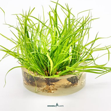 Dennerle Plants | Juncus repens - Cup