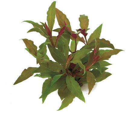 Dennerle Plants | Alternanthera reineckii 'Red' - Pot