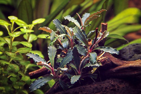 Dennerle Plants | Bucephalandra sp. 'Red Scorpio' - Pot