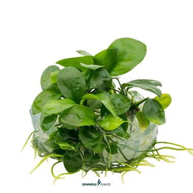 Dennerle Plants | Anubias barteri nana - Cup