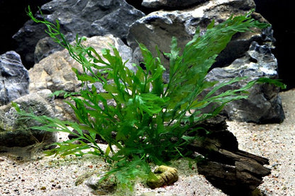 Dennerle Plants | Bolbitis heudelotii - Pot