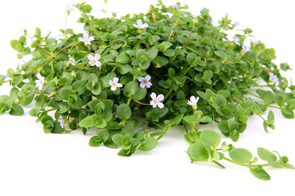 Dennerle Plants | Bacopa australis - Pot