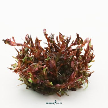 AG | Rotala rotundifolia ‘Blood Red' - Pot