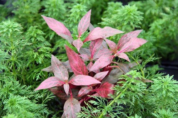 Dennerle Plants | Alternanthera reineckii ‘Red ruby‘ - Pot