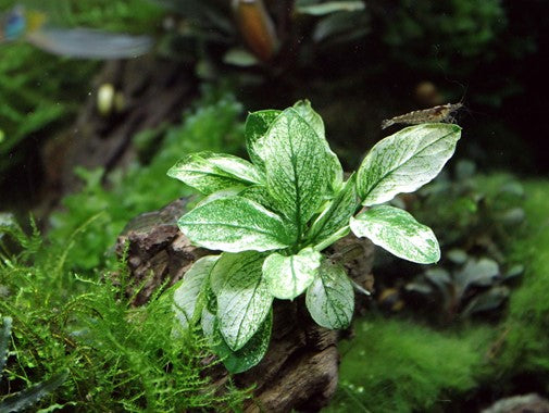 Dennerle Plants | Anubias nana 'Pinto' - Pot