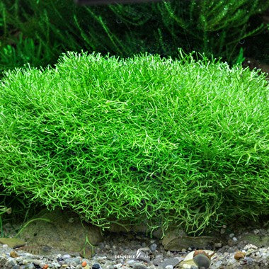 Dennerle Plants | Riccia fluitans - Cup