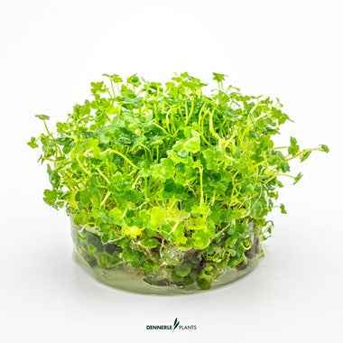 Dennerle Plants | Hydrocotyle tripartita ' Mini' - Cup