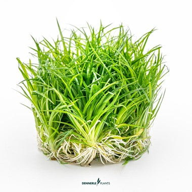 Dennerle Plants | Eriocaulon cinereum - Cup