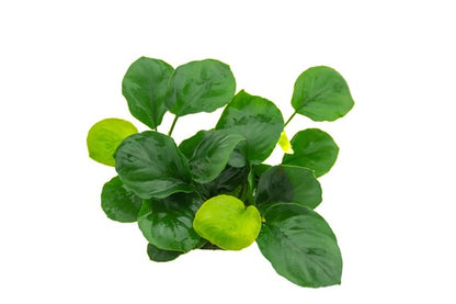 Dennerle Plants | Anubias barteri 'Coin leaf' - Pot