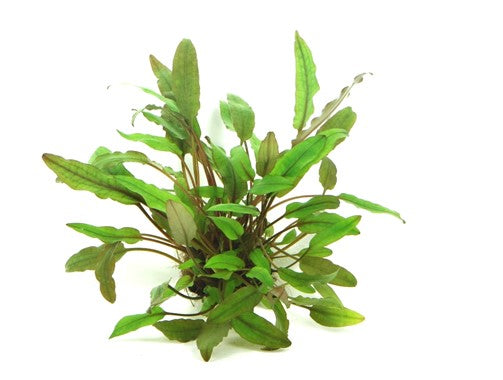 Dennerle Plants | 
Cryptocoryne beckettii - Pot