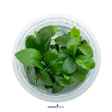 Dennerle Plants | Anubias barteri nana - Cup