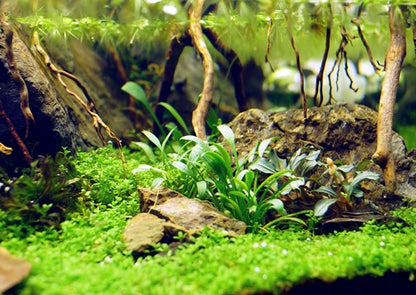 Dennerle Plants | Cryptocoryne parva - Pot