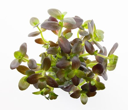 Dennerle Plants | Bacopa salzmannii 'Purple' - Pot