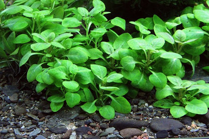 Dennerle Plants | Lobelia cardinalis 'Mini' - Pot