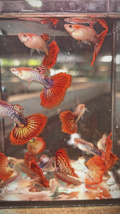 Guppy Snakeskin Body Red Mosaic Tail - PAIR