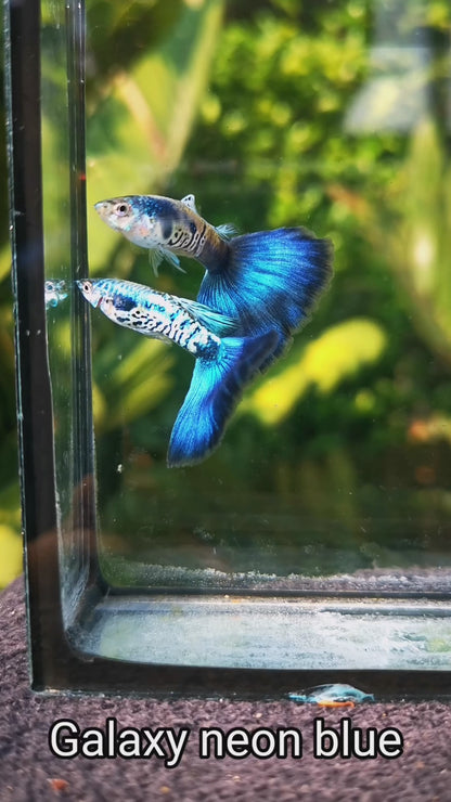 Guppy Galaxy Neon Blue Tail - PAIR