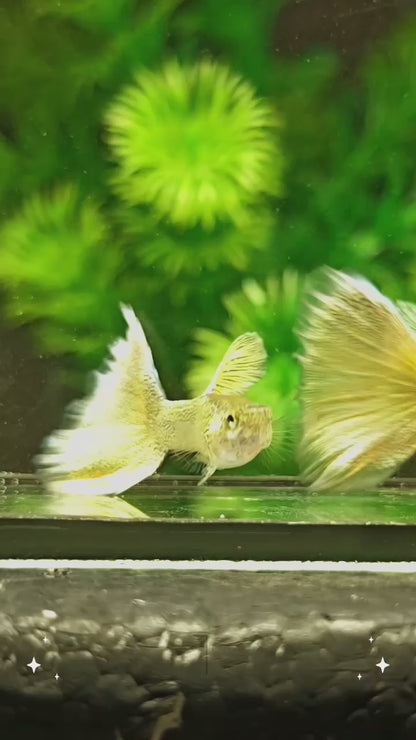 Guppy lace tail