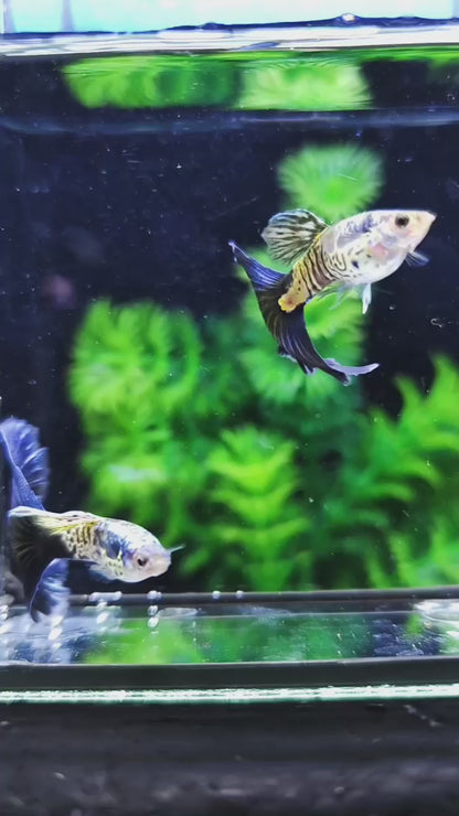 Guppy Galaxy Blue Tail - PAIR