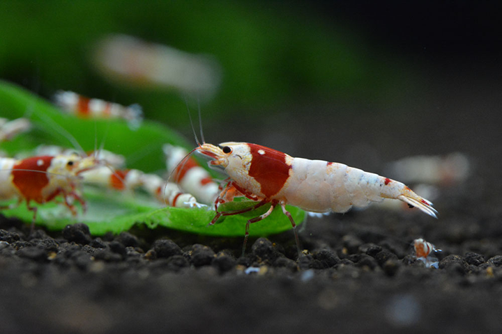 neo Soil Shrimp