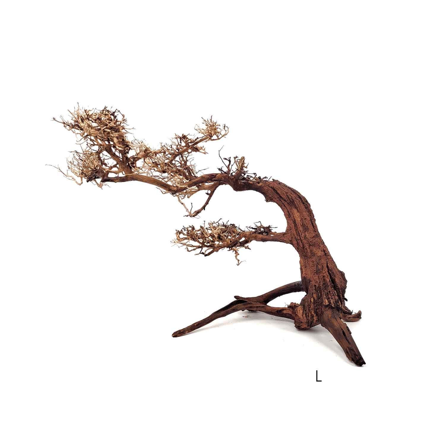 WIO | Arboretum - Bonsai