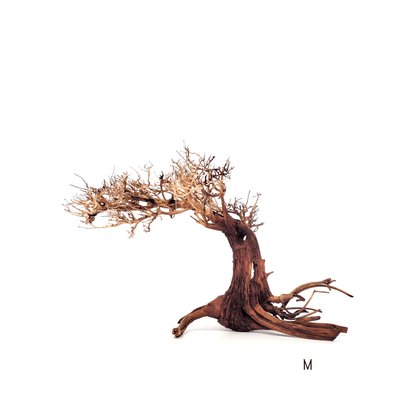 WIO | Arboretum - Bonsai