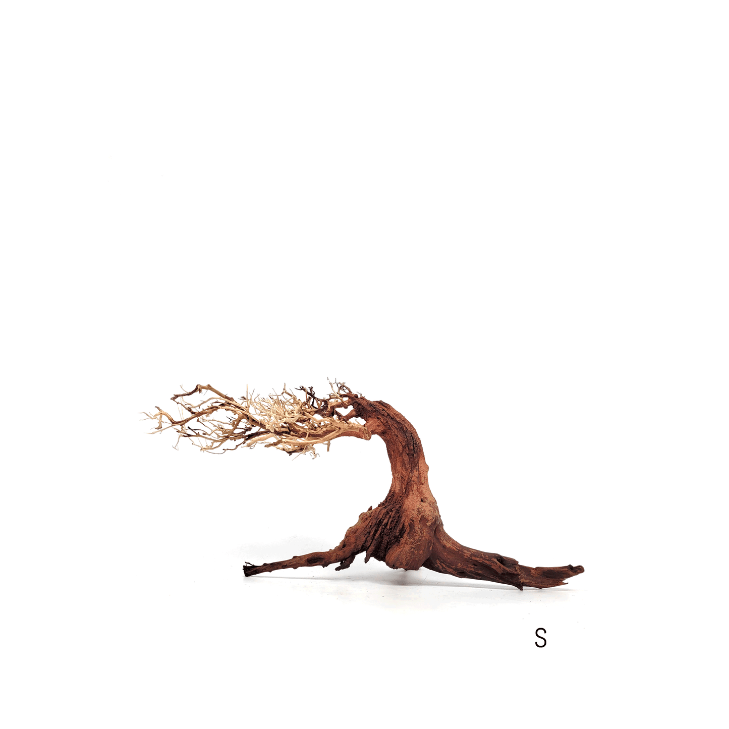 WIO | Arboretum - Bonsai