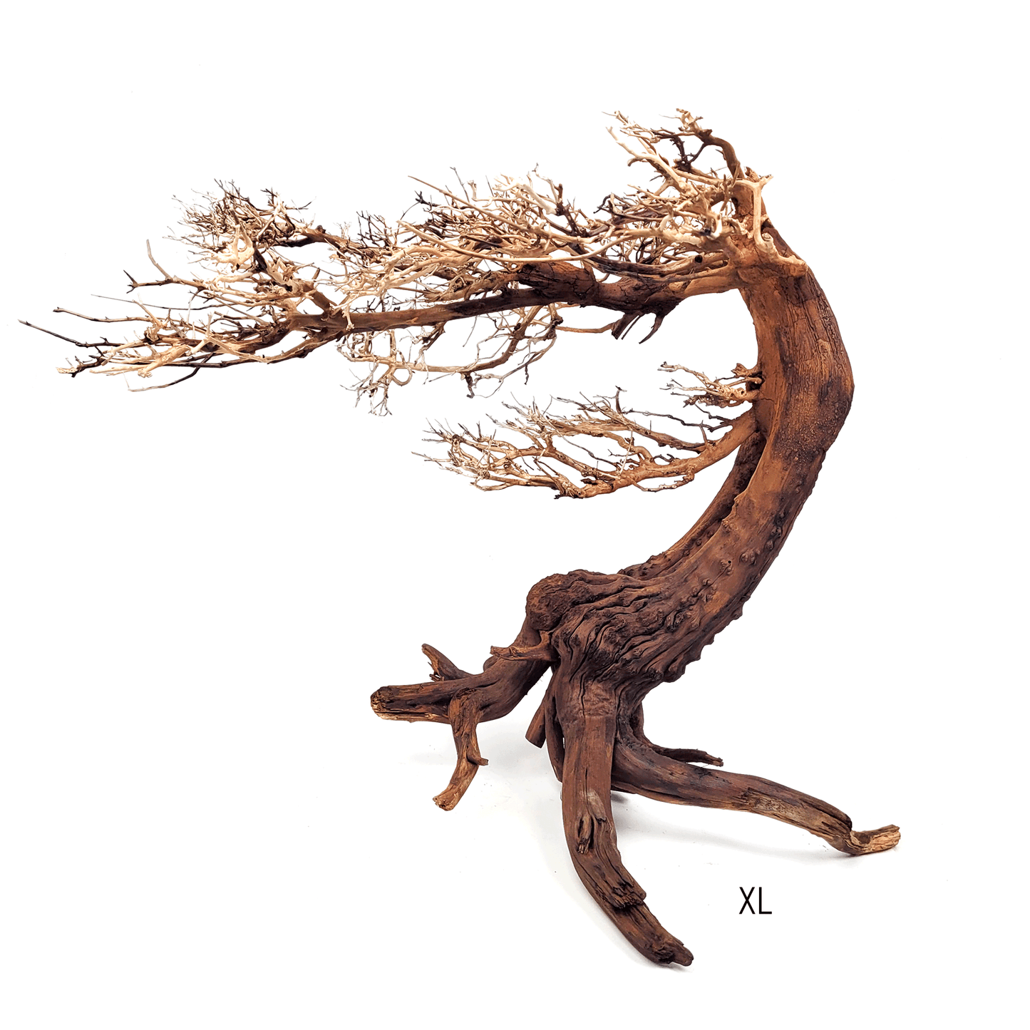 WIO | Arboretum - Bonsai