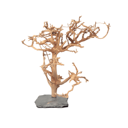 WIO | Arboretum - Forest Tree