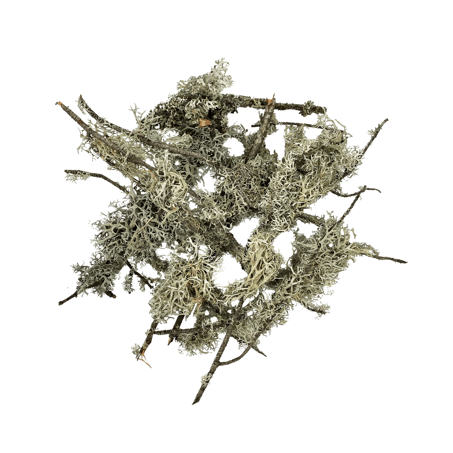WIO | Lichen - Branches