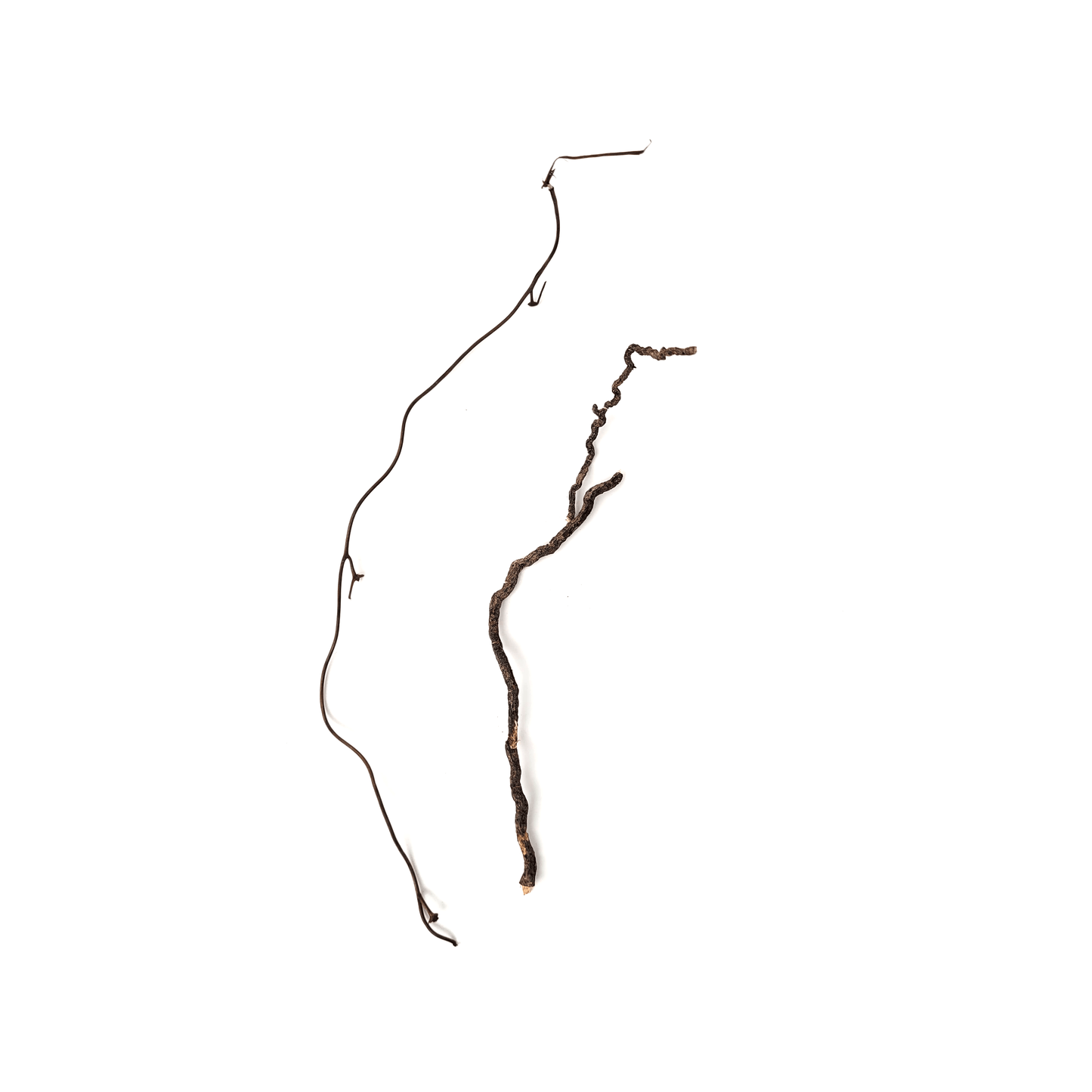 WIO | Root - Mini